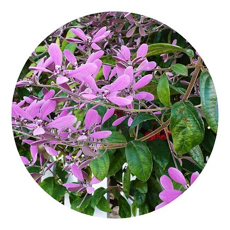 Muda de Congéia da Flor Lilás Trepadeira Ornamental