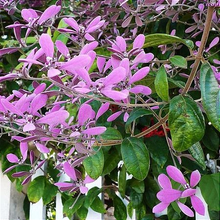 Congéia Lilás Trepadeira Ornamental