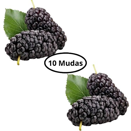 Kit com 10 Mudas de Amora Italiana Gigante Produzindo