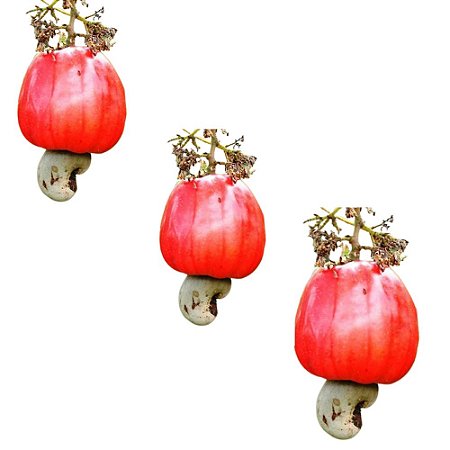 Kit com 3 Mudas de Caju Anão Vermelho Precoce Para Produzir