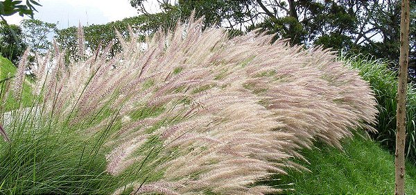 Capim Barba de Bode