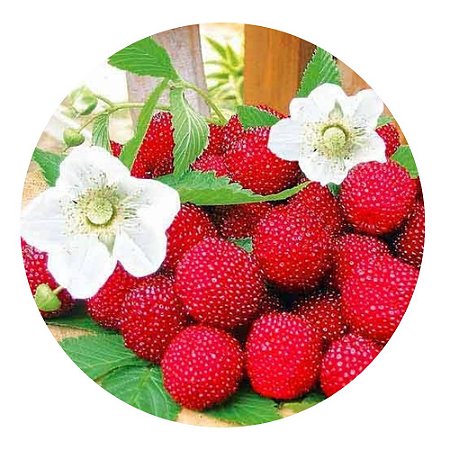 Muda de Framboesa Silvestre Frutas Vermelhas Produz Precoce