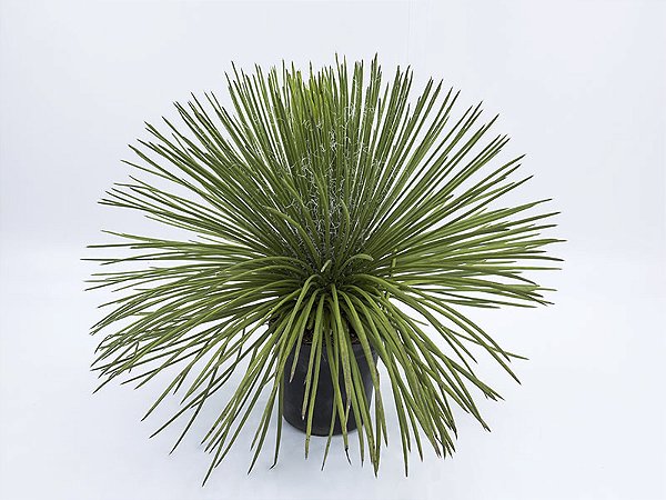 Agave Palito