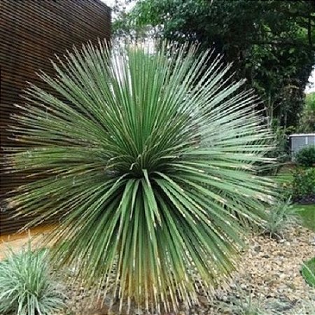 Agave Palito