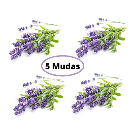 Kit 5 Mudas De Lavanda Alfazema Perfumada Bem Formada