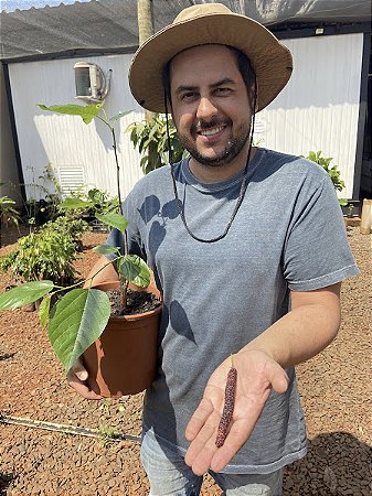 Amora Paquistanesa Enxertada