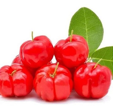 Muda De Acerola Doce Ideal Para Produzir Em Vaso E Solo