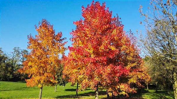 Liquidambar