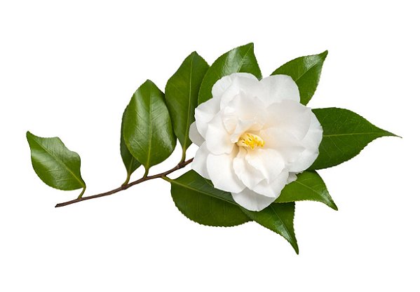 Muda de Camélia de Flor Branca Linda Para Paisagismo - Boni Store