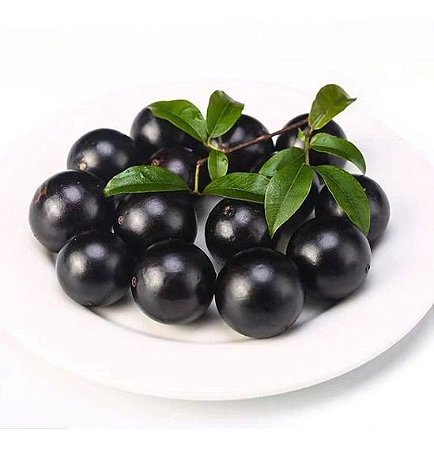 Muda de Jabuticaba Híbrida Já Produzindo com 0,80cm Próximo da Produzir