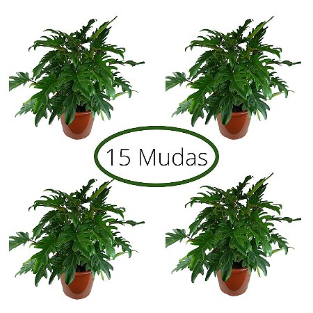 Kit c/ 15 Mudas de Xanadu - Philodendron Xanadu - Ideal P/ Vasos e Paisagismo