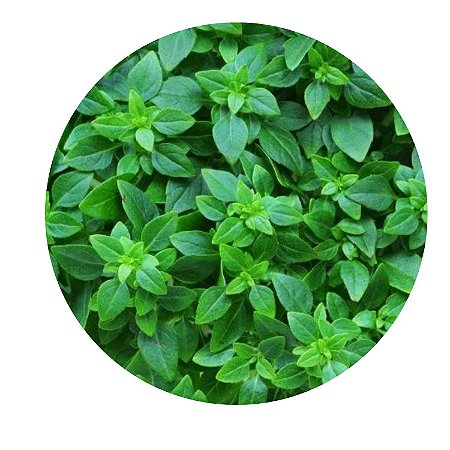 Muda Manjericão Tempero Especiarias Horta Em Casa