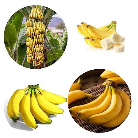 Kit 4 Mudas De Banana 1 Princesa 1 Nanica 1 Prata 1 Maçã