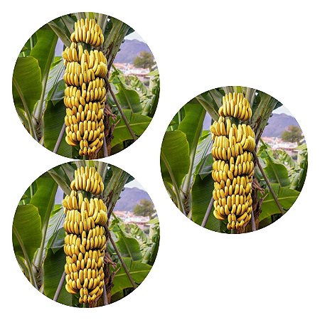 Kit 3 Mudas Banana Princesa Brs Embrapa Para Produzir