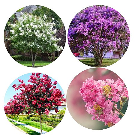 Kit 4 Mudas Resedá - 1 Branco - 1 Rosa - 1 Roxo - 1 Vermelho