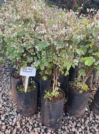 Mil Cores Branca e Rosa