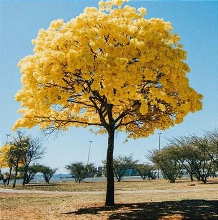 Ipê Amarelo