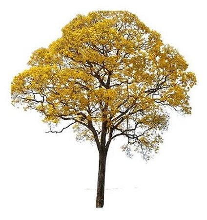 Muda De Árvore De Ipê Amarelo Lindo Para Florir - Boni Store