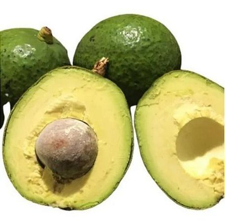Muda De Abacate Margarida Enxertado Legítimo Para Produzir