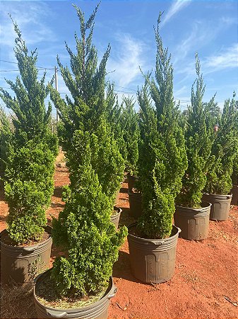 Kaizuka ou Tuia Aspiral Ornamental