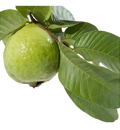 Goiaba Tailandesa Gigante