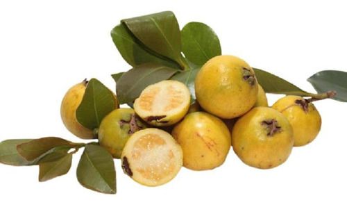 Muda De Araçá Ou Araçá Amarelo Exótico Para Produzir