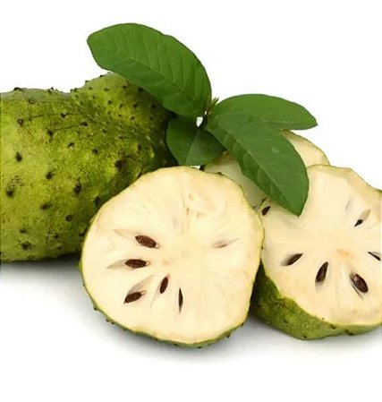 Muda de Graviola Legítima Excelente Para Produzir