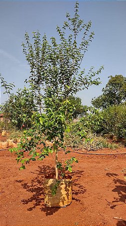 Pitanga Vermelha Nativa