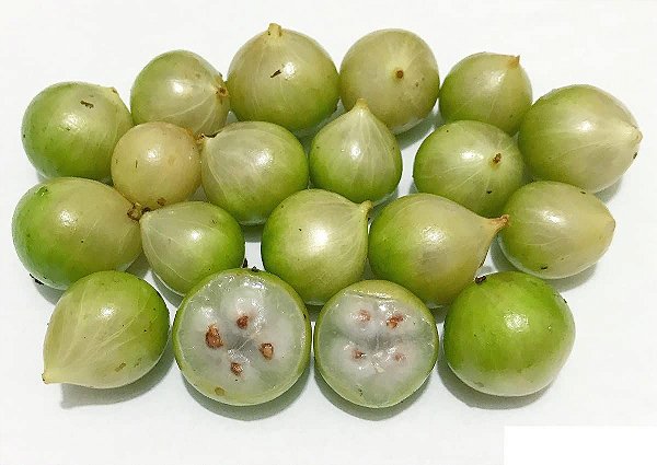 Muda De Jabuticaba Branca Exótica E Muito Rara Para Produzir