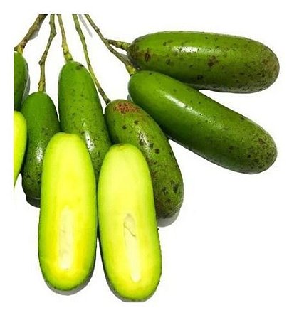 Muda De Abacate Sem Caroço Enxertado Raro Para Produzir