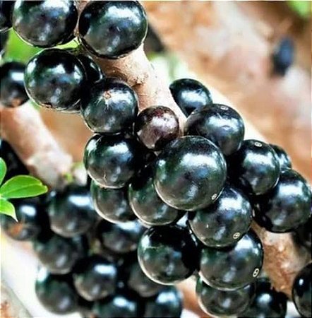 Jabuticaba Sabará