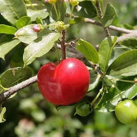 Acerola de estaca