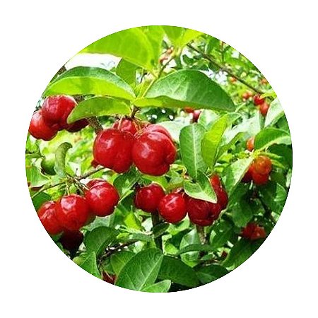 Muda de Acerola Enxertada Já Com 1 Metro - Produz Rápido