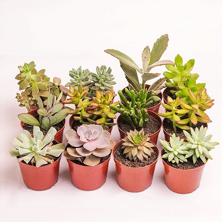 Kit 15 Mudas Suculentas Variadas Planta Natural