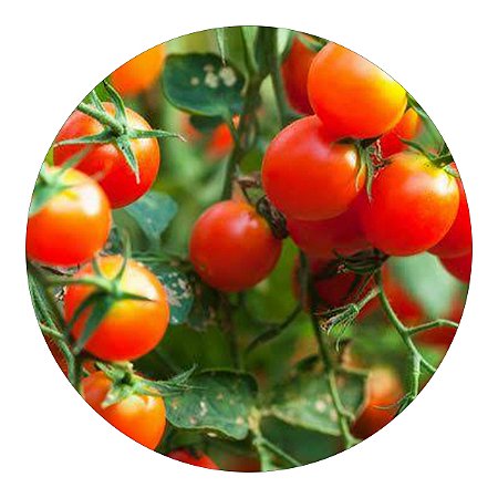 Tomatinho Cereja - Muda de Alta Qualidade e Produtividade