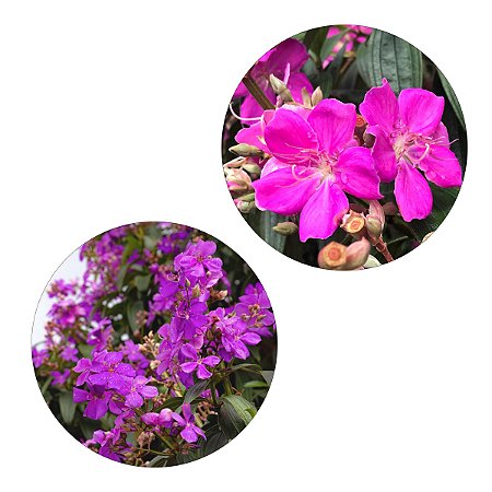 Kit 1 Muda de Quaresmeira Roxa e 1 Quaresmeira Rosa | Legítima | Flor Linda