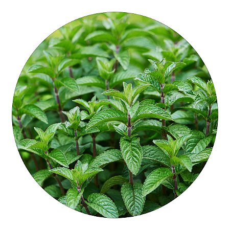 Muda de Menta | Refresque Seu Jardim | Excelente Para Sucos e Chás