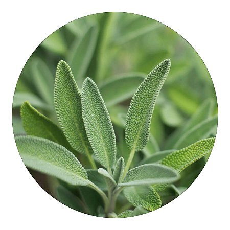 Muda de Sálvia Aromática Pronta Para Plantar