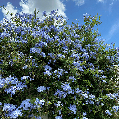Bela Emília Azul (Plumbago)