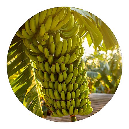 Kit 10 Mudas Banana Princesa Brs Embrapa Linda Para Produzir