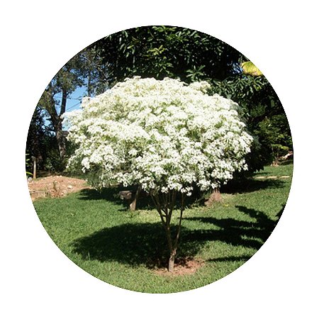 Muda de Neve da Montanha Florindo Ideal Para Jardim e Paisagismo