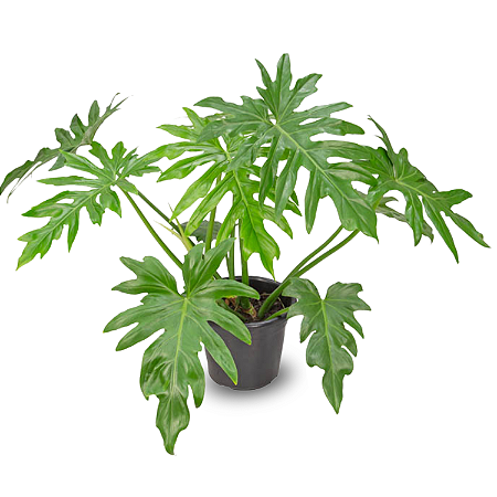 Muda De Guaimbê (Philodendron bipinnatifidum)