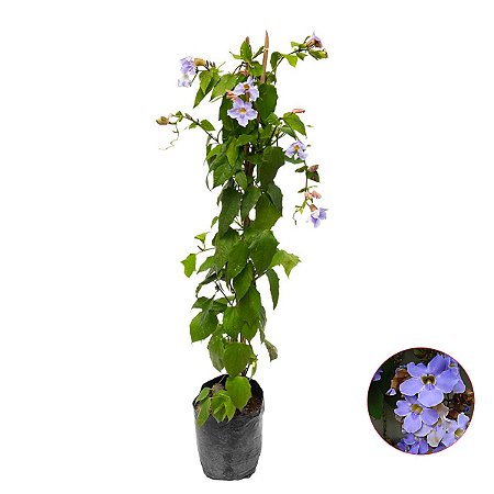 Muda De Tumbergia Azul Com 1 Metro Ideal Para Pergolados e Cerca Viva
