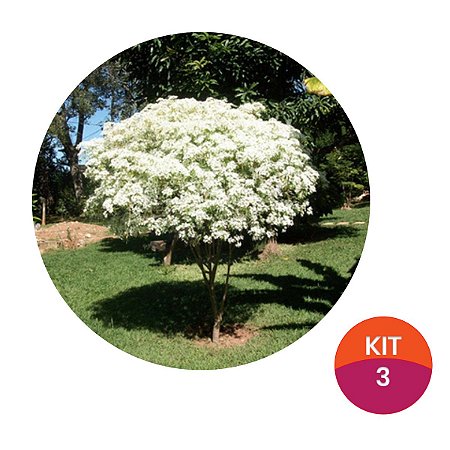 Kit 3 Mudas de Neve da Montanha Florindo Ideal Para Jardim e Paisagismo