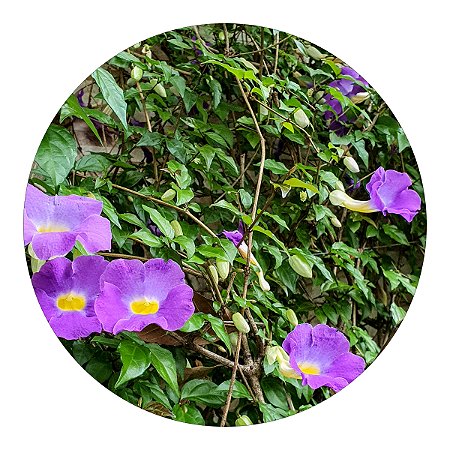 Kit 64 Mudas Tumbérgia Arbustiva Para Cerca Viva e Jardins