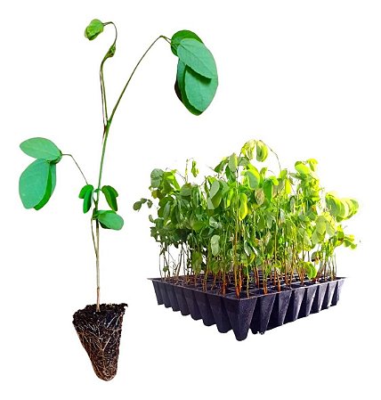 Kit com 192 Mudas de Sansão do Campo com Espinhos Ideal para Cerca