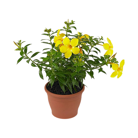 Alamanda Amarela