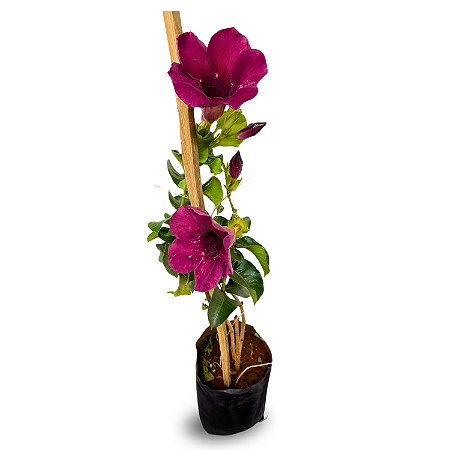 Muda de Alamanda Roxa
