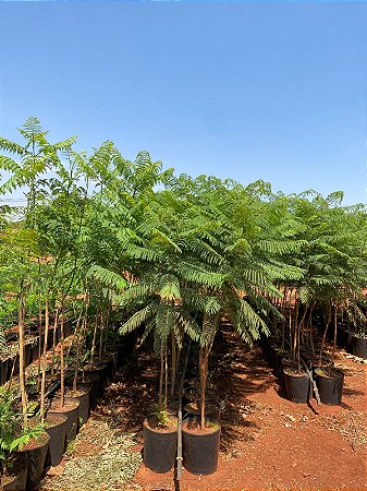 Jacarandá Roxo