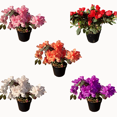 Kit 5 Mudas de Azaléia Rosa, Roxa, Vermelha, Branca e Laranja